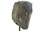 Fossil Sauropod Partial Vertebra Process w/ Metal Stand - Colorado #383242-1